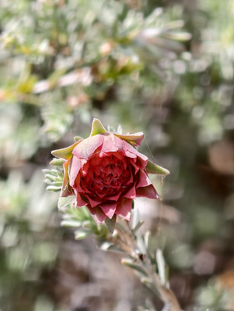 Darwinia purpurea photo 7