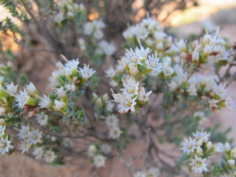 Darwinia salina