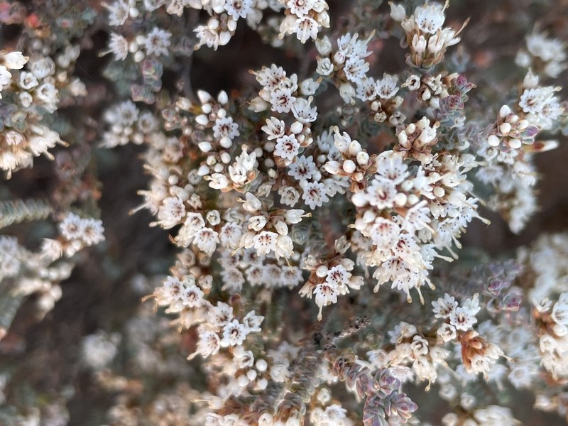 Darwinia salina photo 2
