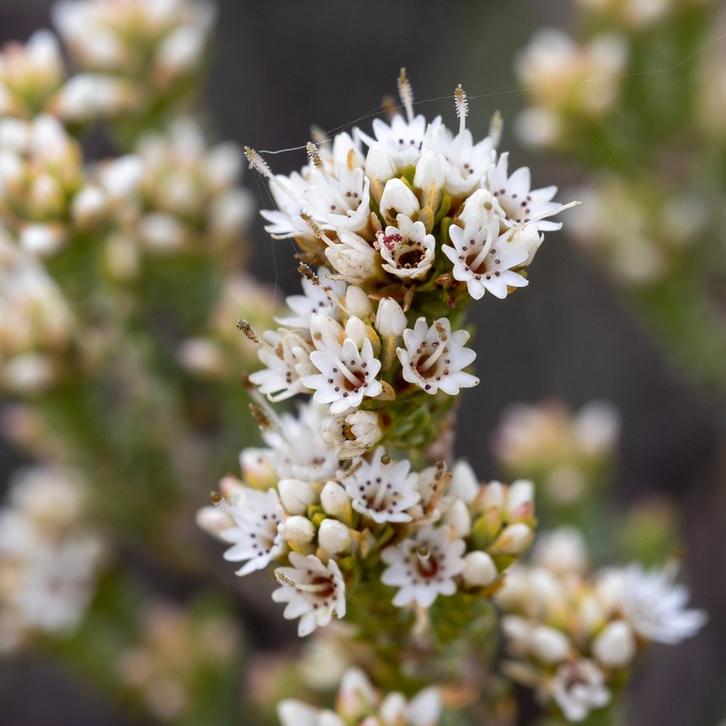 Darwinia salina photo 3
