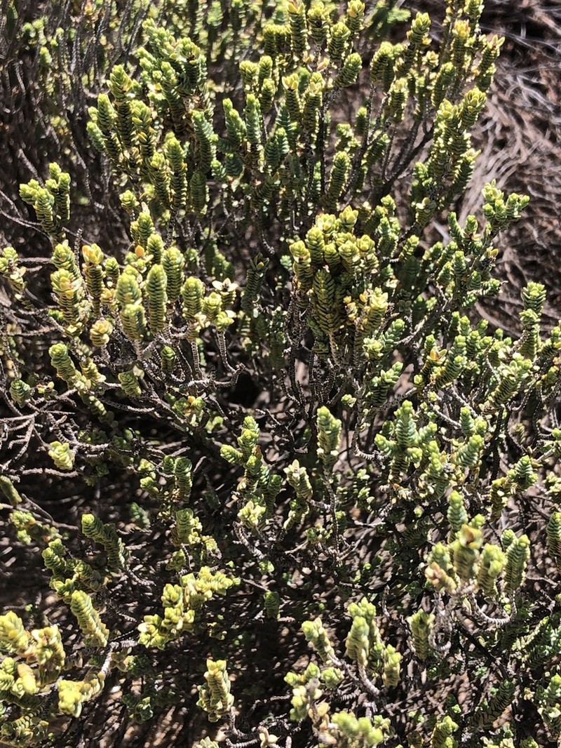 Darwinia salina photo 4