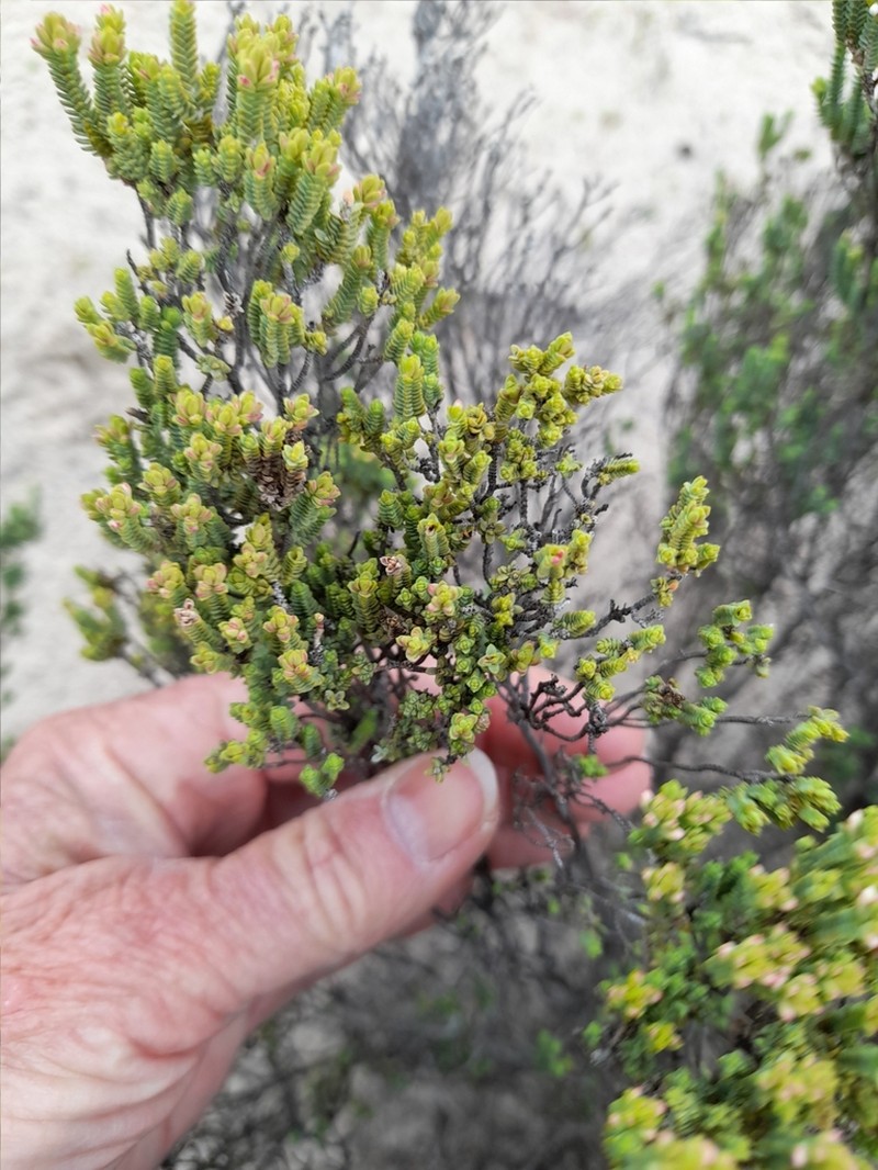 Darwinia salina photo 5