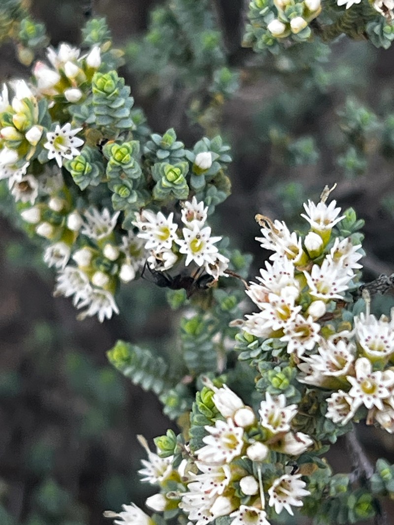 Darwinia salina photo 6