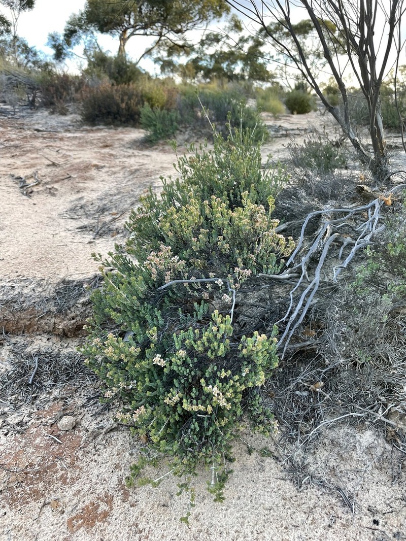 Darwinia salina photo 7