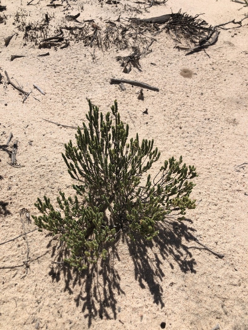 Darwinia salina photo 8