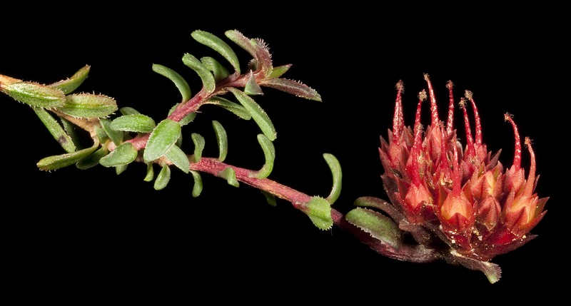 Darwinia sanguinea
