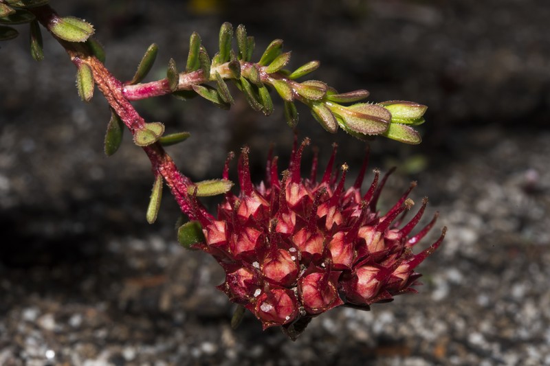Darwinia sanguinea photo 2