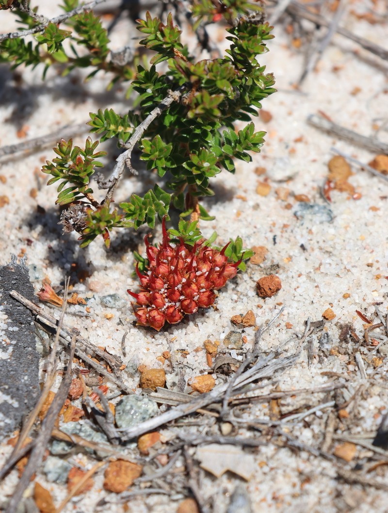 Darwinia sanguinea photo 3