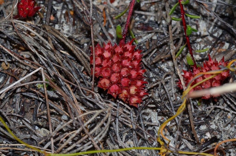 Darwinia sanguinea photo 4