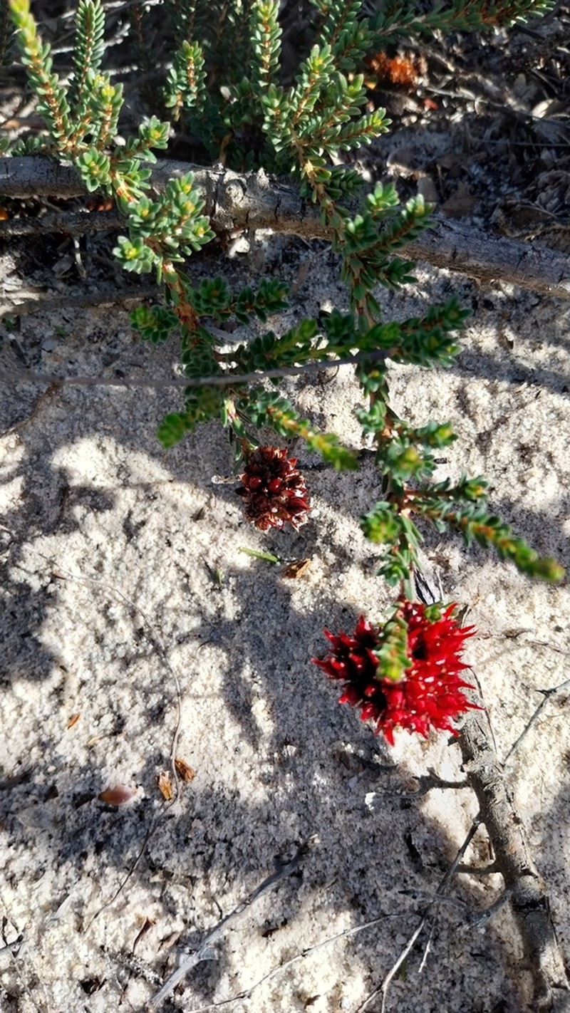 Darwinia sanguinea photo 5