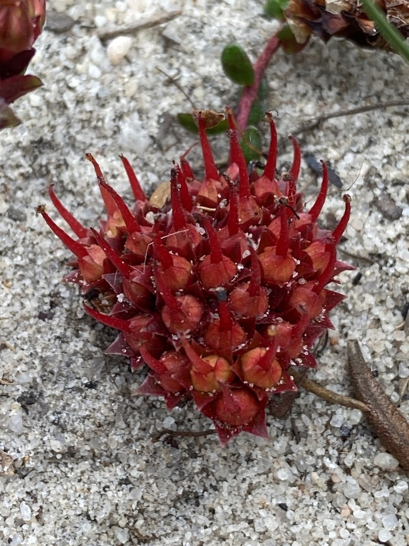 Darwinia sanguinea photo 6