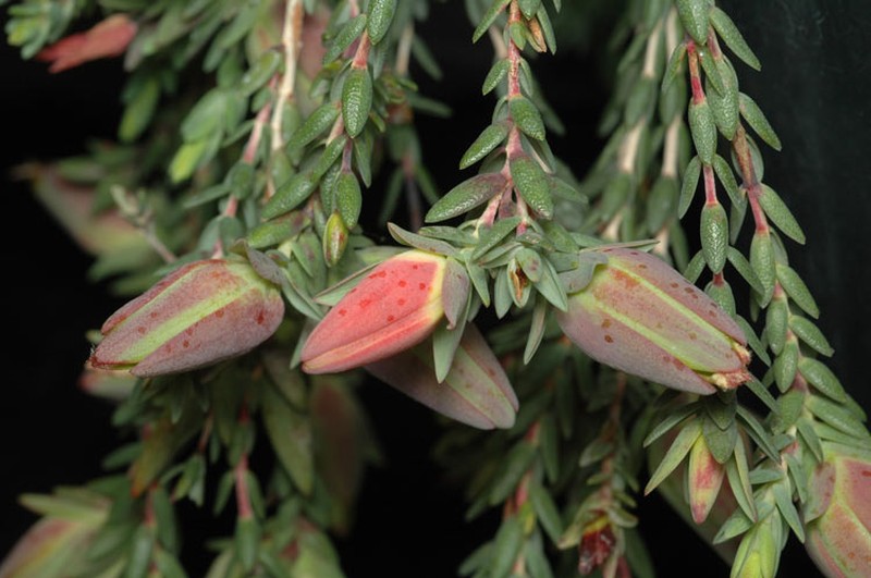 Darwinia speciosa