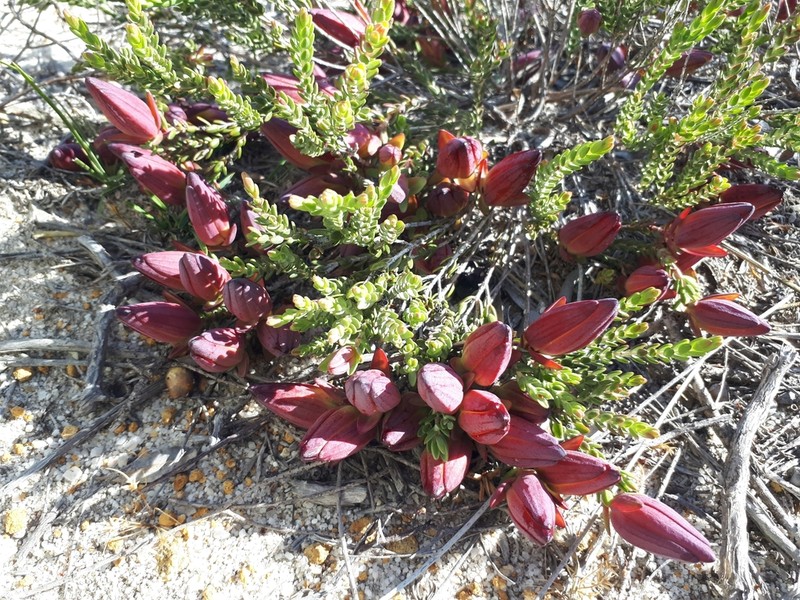 Darwinia speciosa photo 2