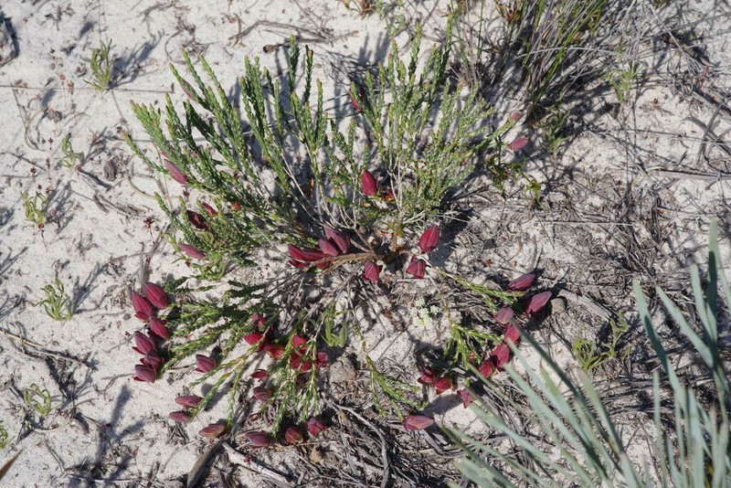 Darwinia speciosa photo 3
