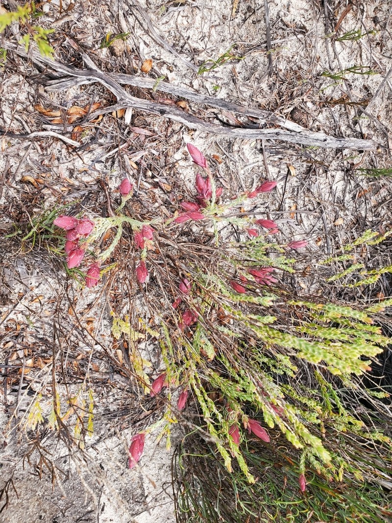 Darwinia speciosa photo 4