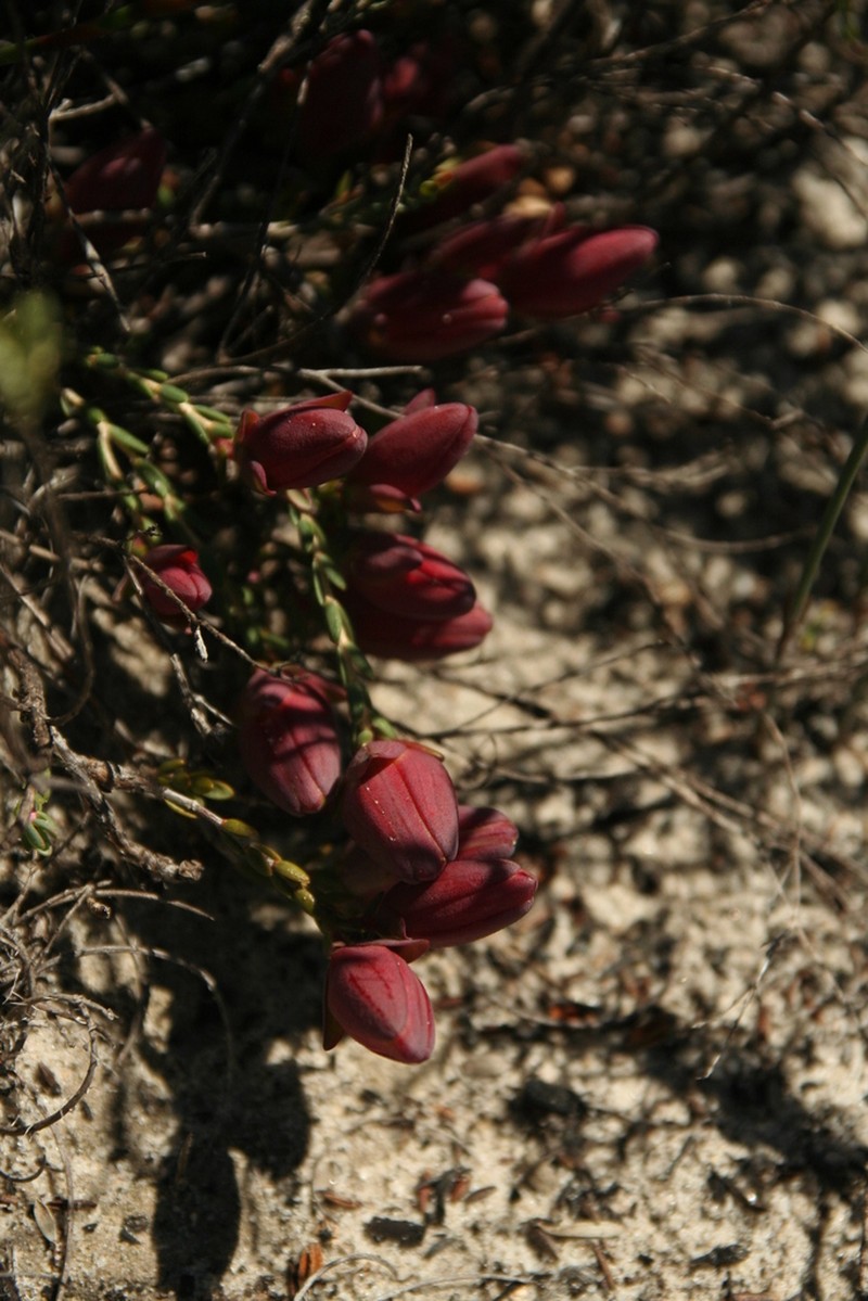 Darwinia speciosa photo 5