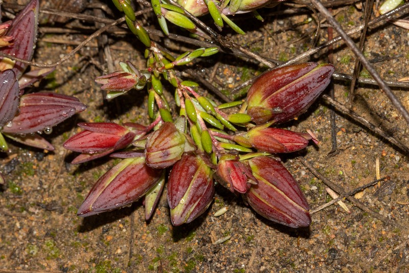 Darwinia speciosa photo 6