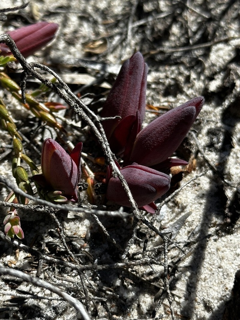 Darwinia speciosa photo 7