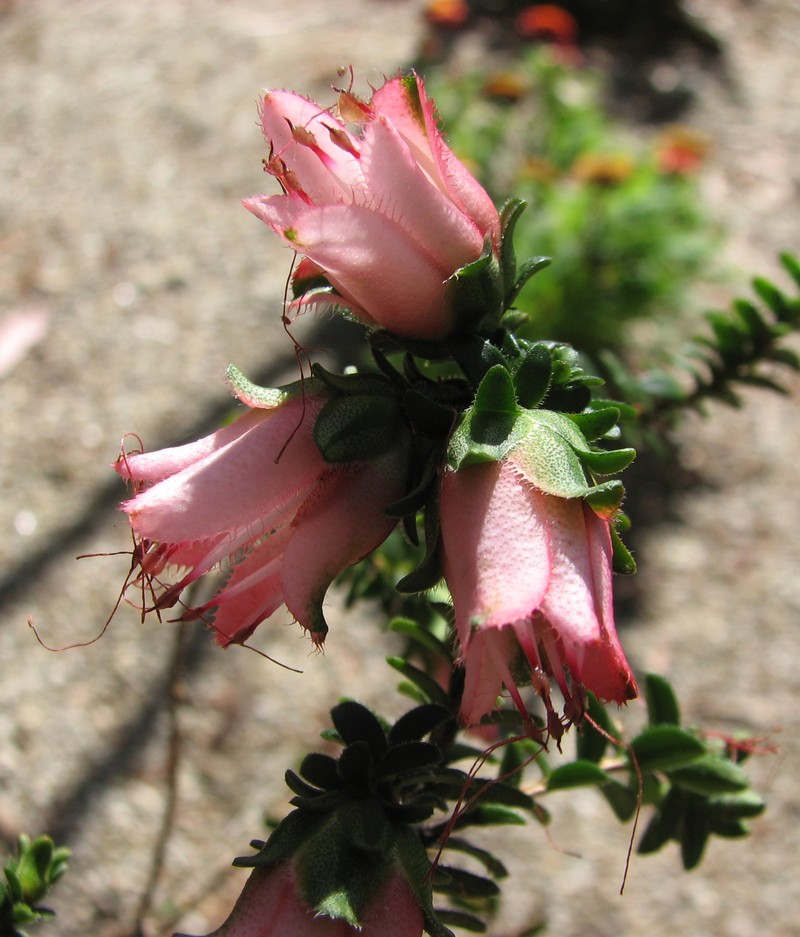 Darwinia squarrosa