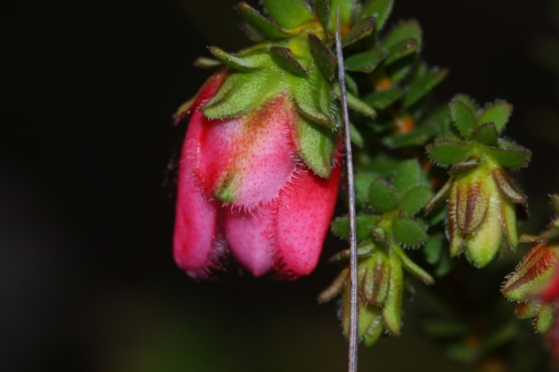 Darwinia squarrosa photo 2