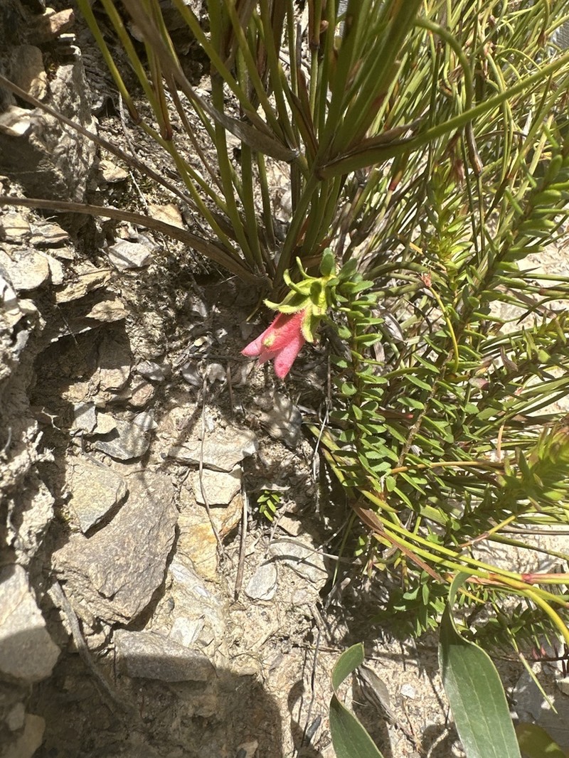 Darwinia squarrosa photo 3
