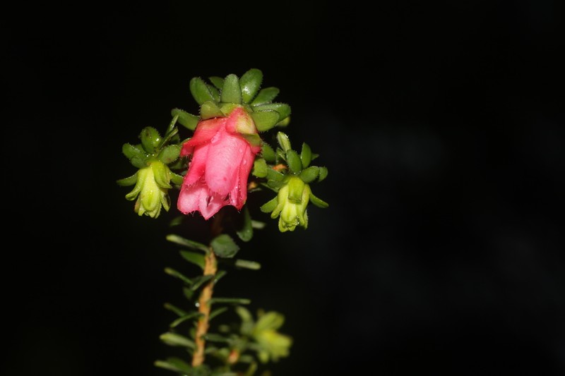 Darwinia squarrosa photo 4