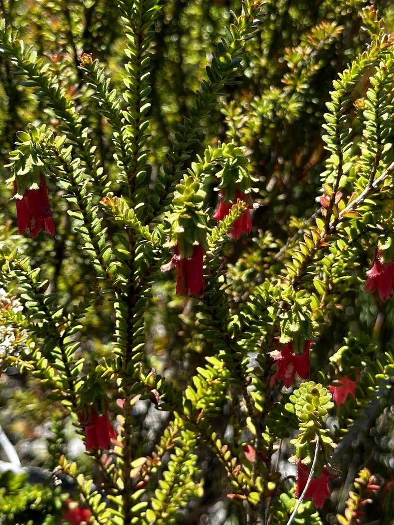 Darwinia squarrosa photo 5
