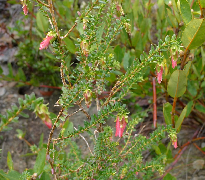 Darwinia squarrosa photo 6