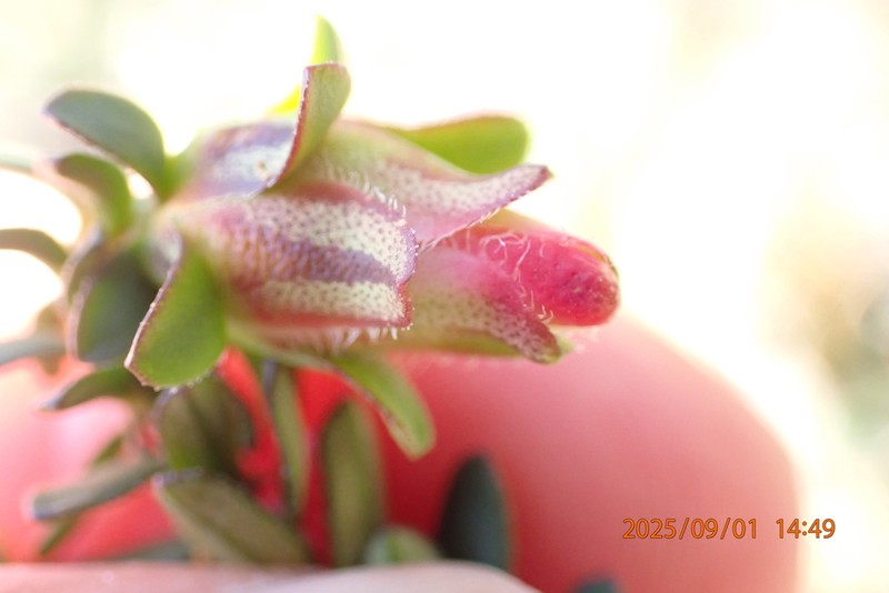 Darwinia squarrosa photo 7
