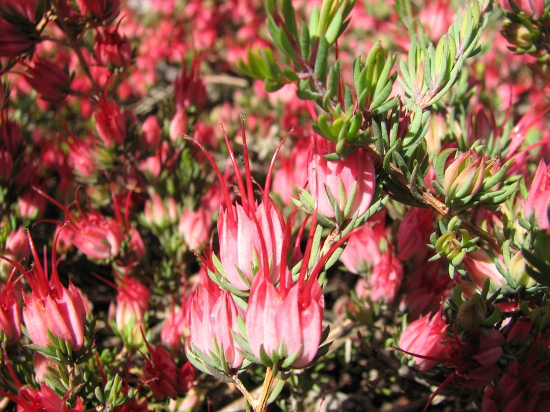 Darwinia taxifolia