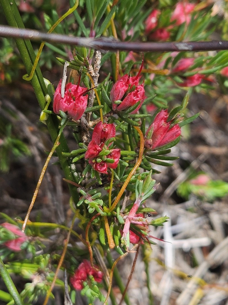 Darwinia taxifolia photo 2
