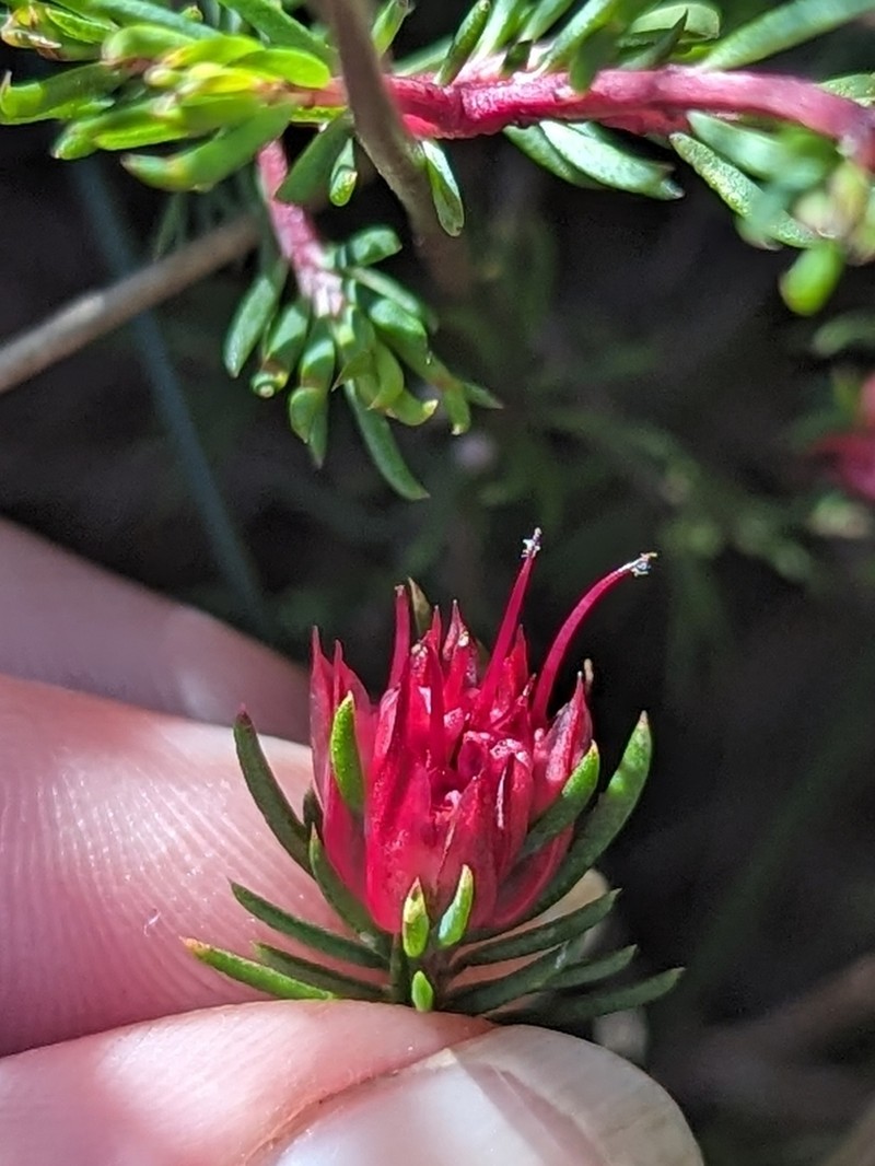 Darwinia taxifolia photo 3
