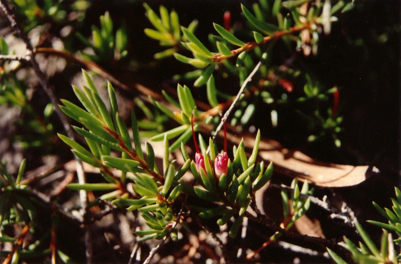Darwinia taxifolia photo 4