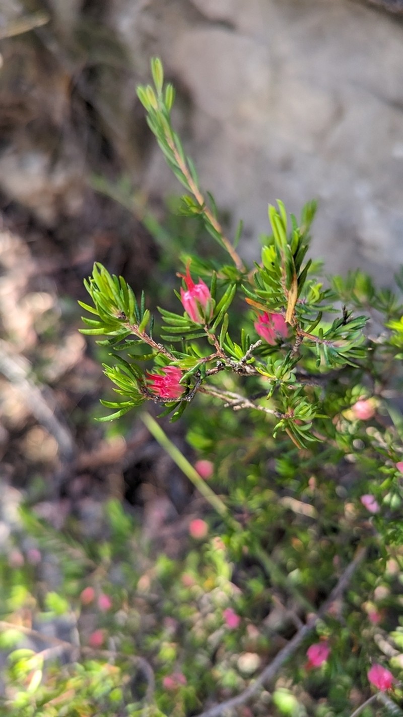 Darwinia taxifolia photo 5