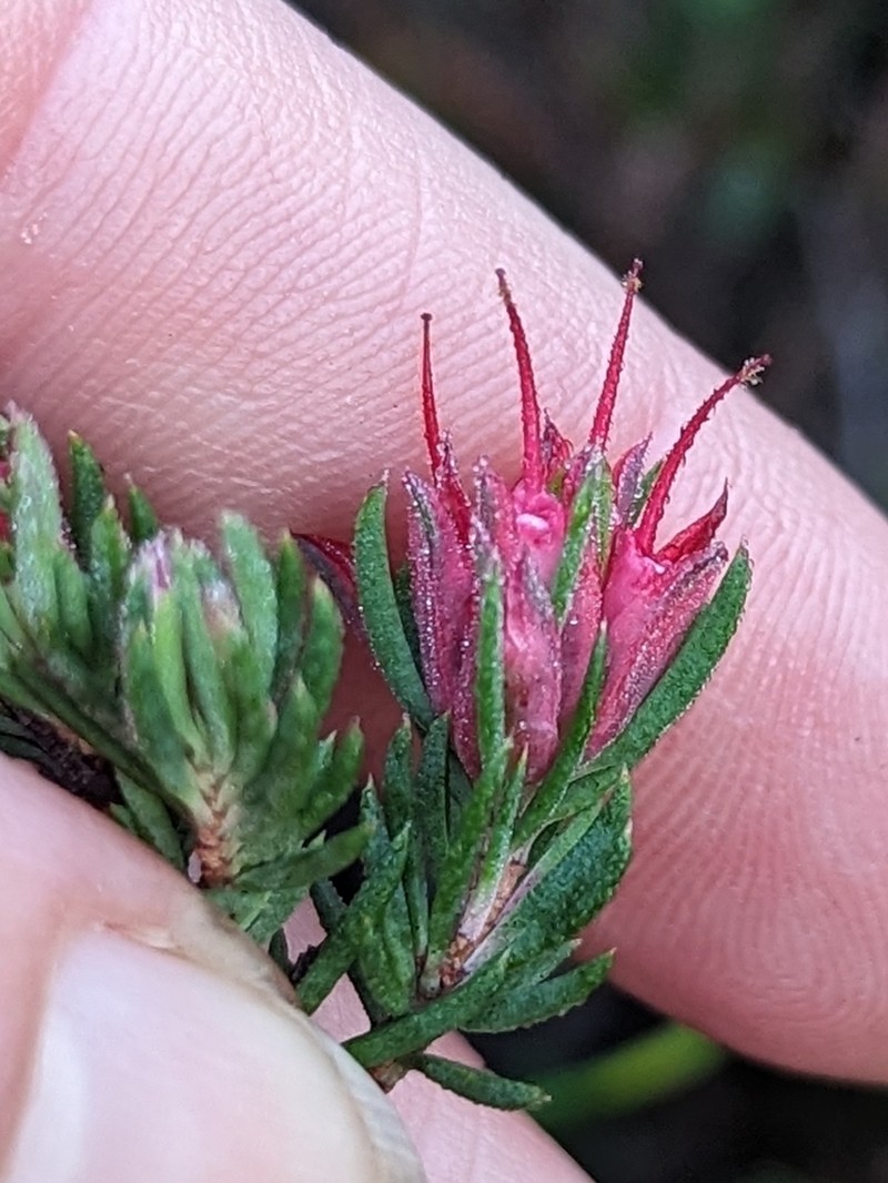 Darwinia taxifolia photo 6