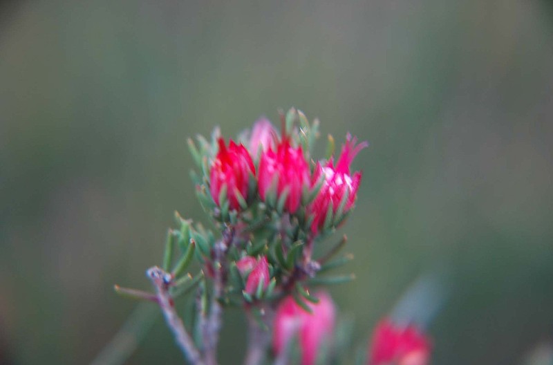 Darwinia taxifolia photo 7