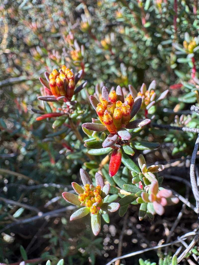 Darwinia thymoides photo 2