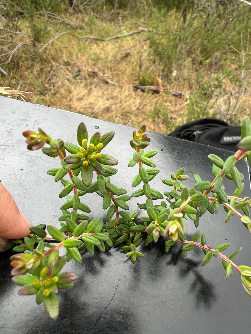 Darwinia thymoides photo 3