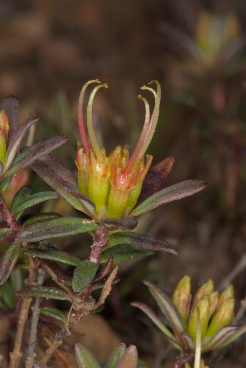 Darwinia thymoides photo 4