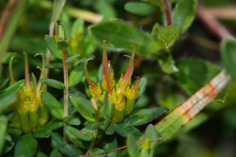 Darwinia thymoides photo 5