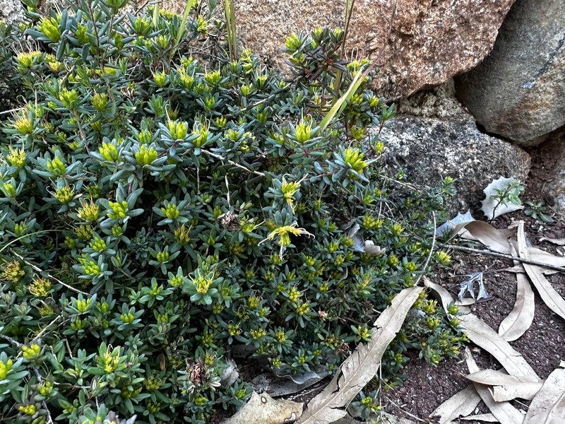 Darwinia thymoides photo 6