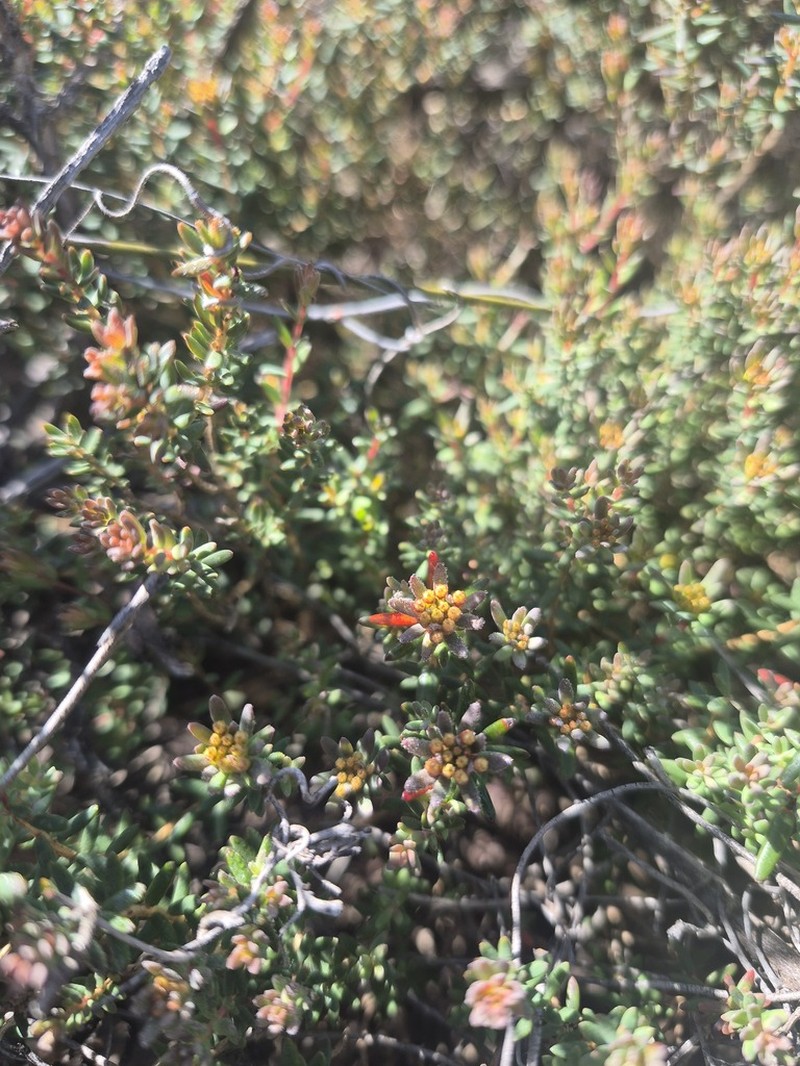 Darwinia thymoides photo 7