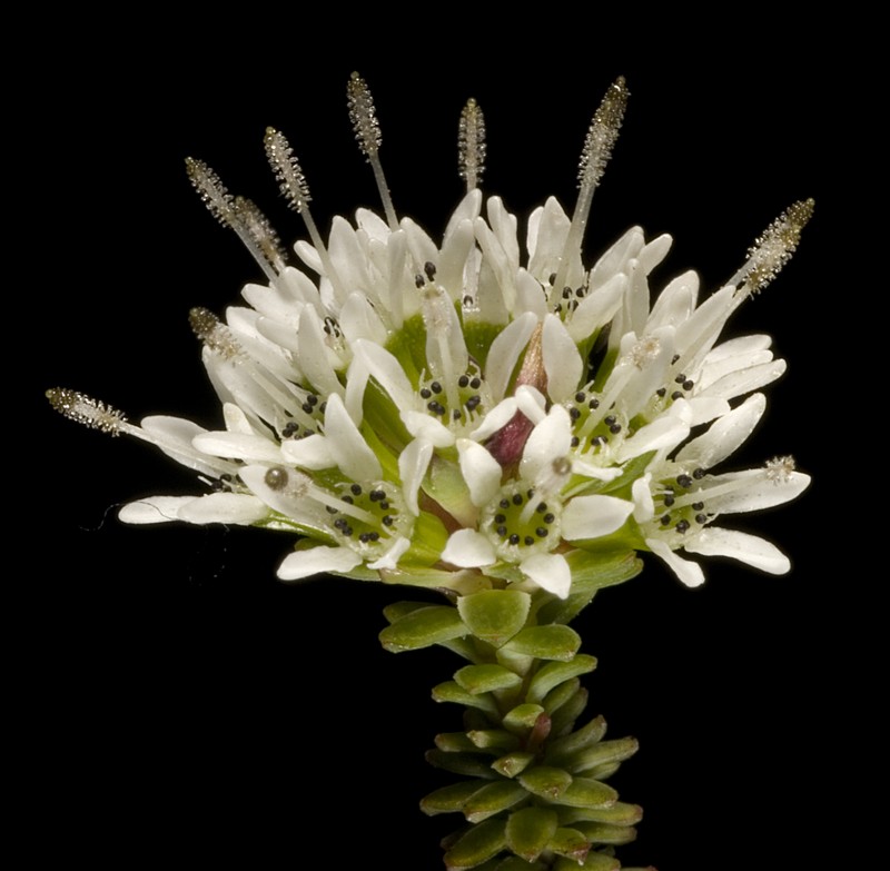 Darwinia vestita