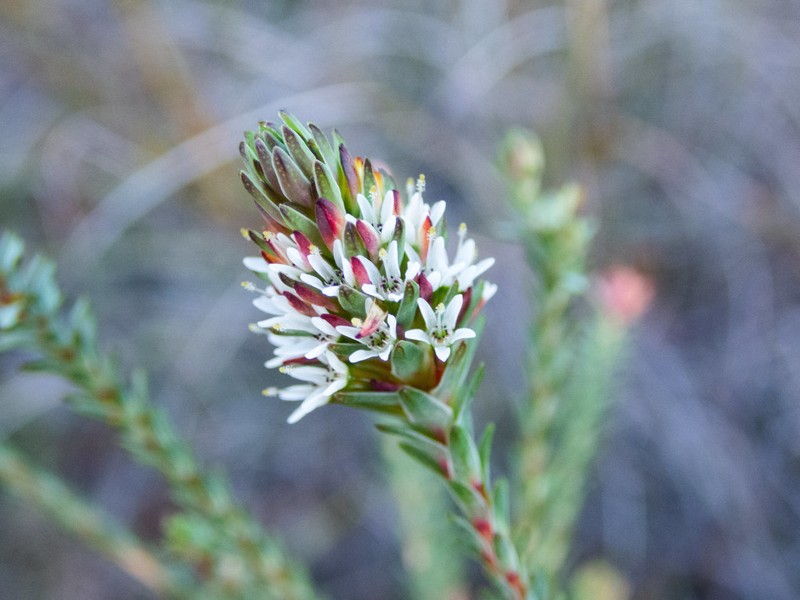 Darwinia vestita photo 2