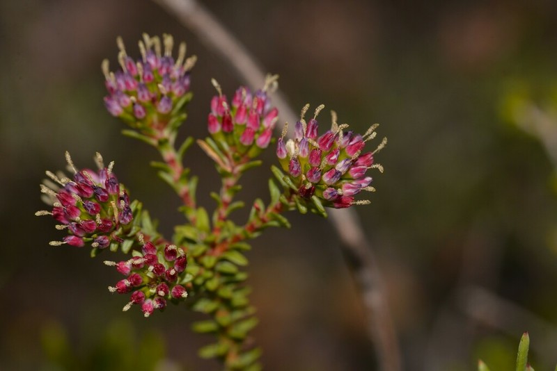 Darwinia vestita photo 3