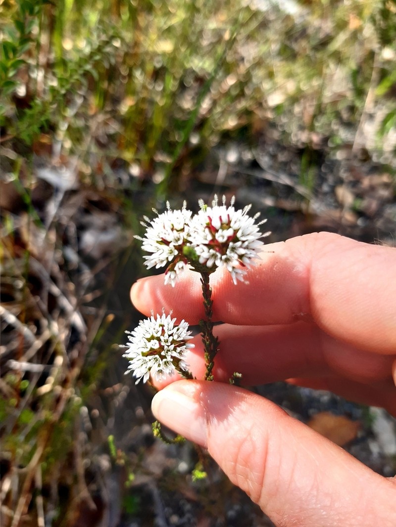 Darwinia vestita photo 4