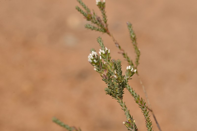 Darwinia vestita photo 5