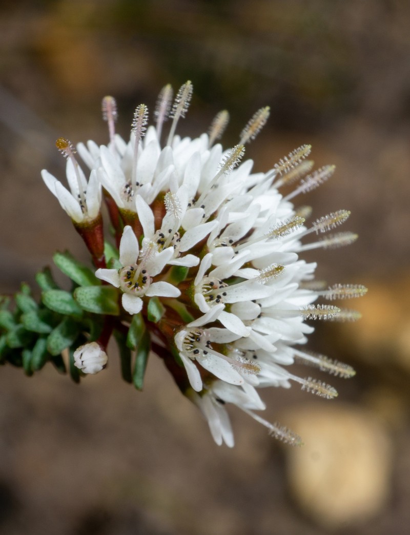 Darwinia vestita photo 7