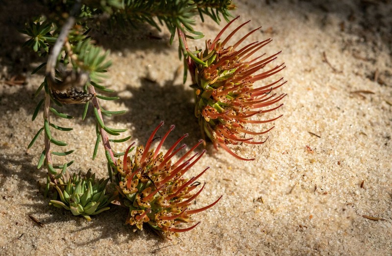 Darwinia virescens