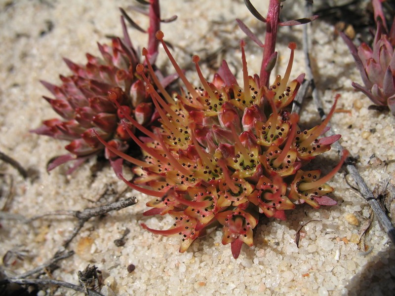 Darwinia virescens photo 2